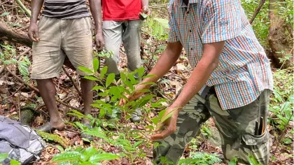 Local Professor and 2 staff from Njala University in Sierra Leone, examining a highland coffee plant