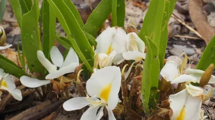 White flowers emerge from a plant at ground level, they are surrounded by leaves that also appear to grow from the ground.