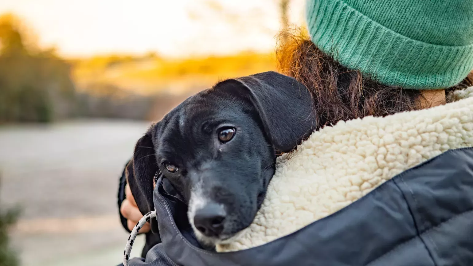 A cute dog being held by their owner