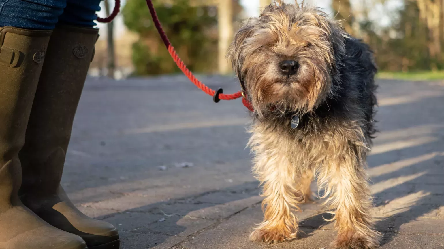 A scruffy dog on a walk at Wakehurst