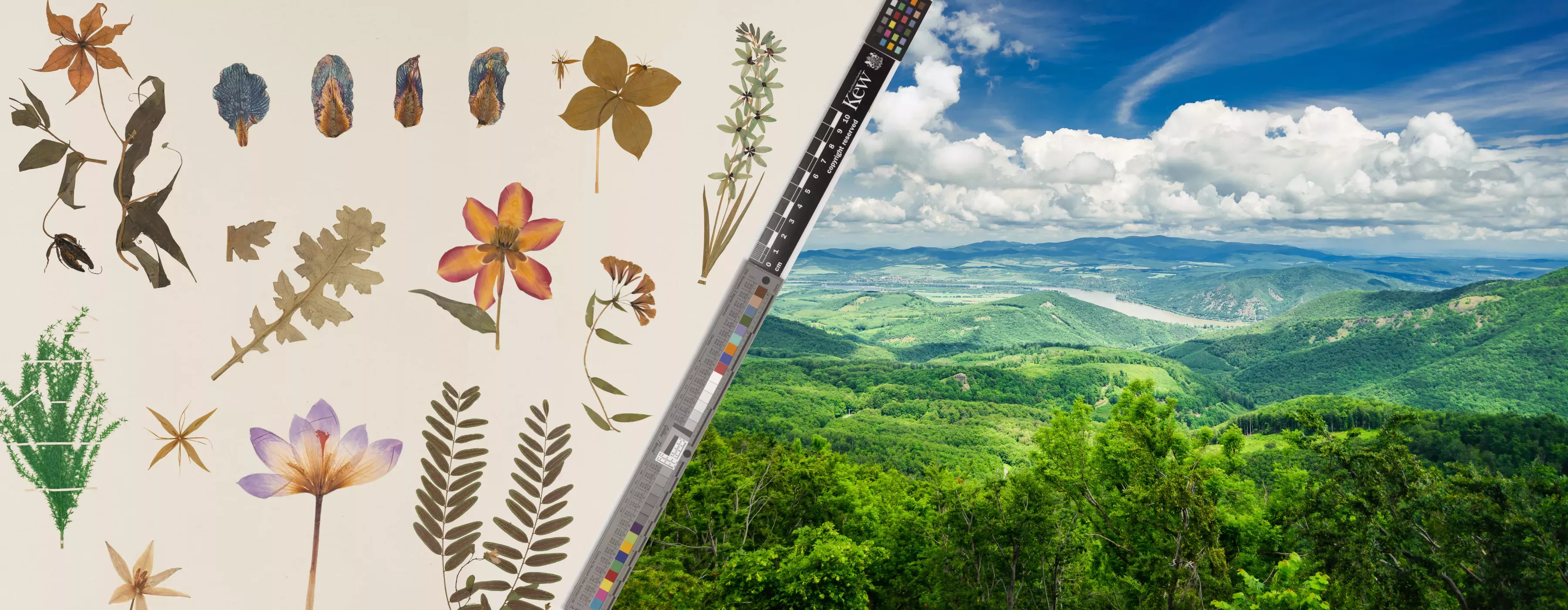 Herbarium specimens alongside a landscape