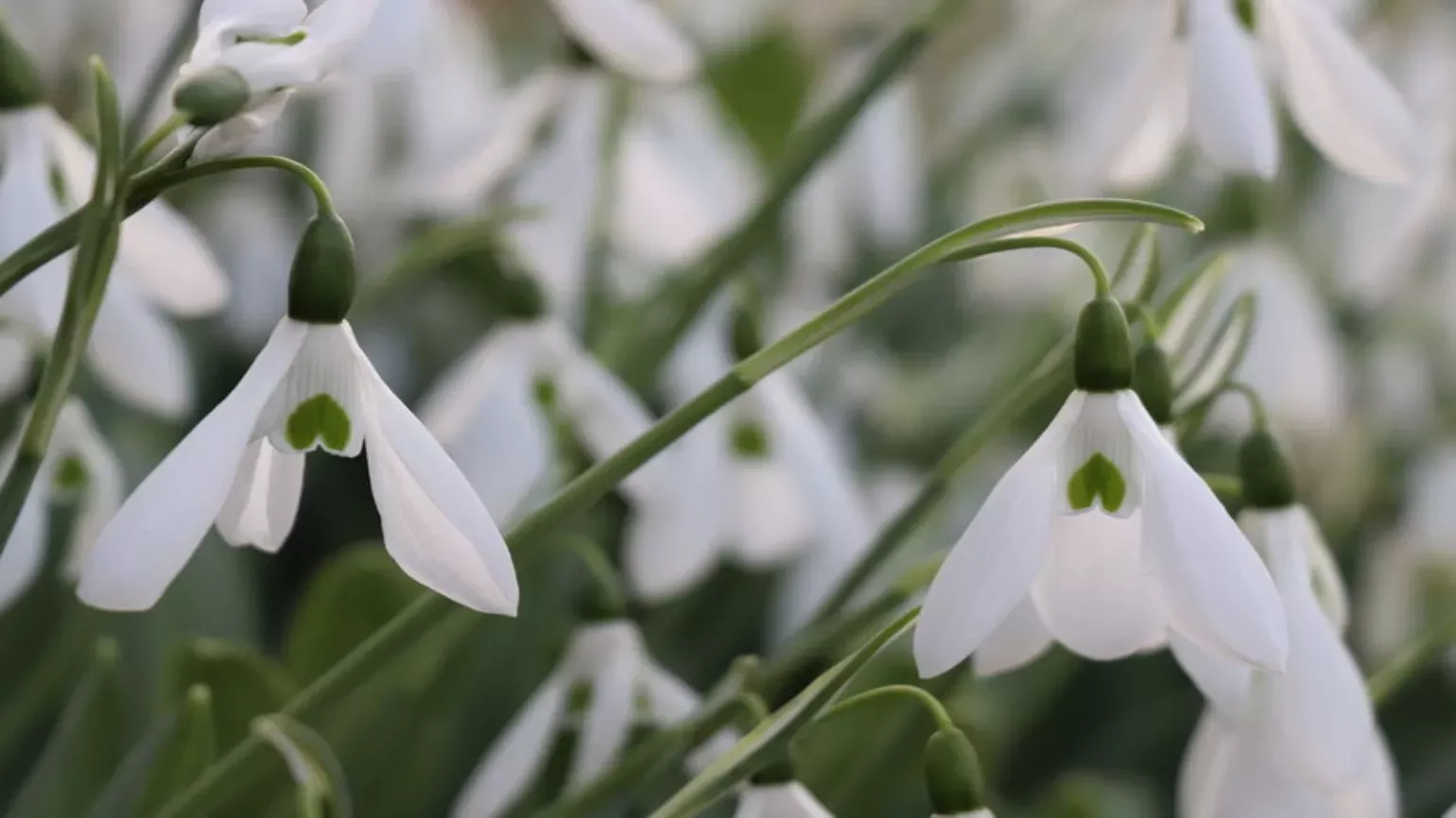 Nodding, white flowers of the common snowdrop