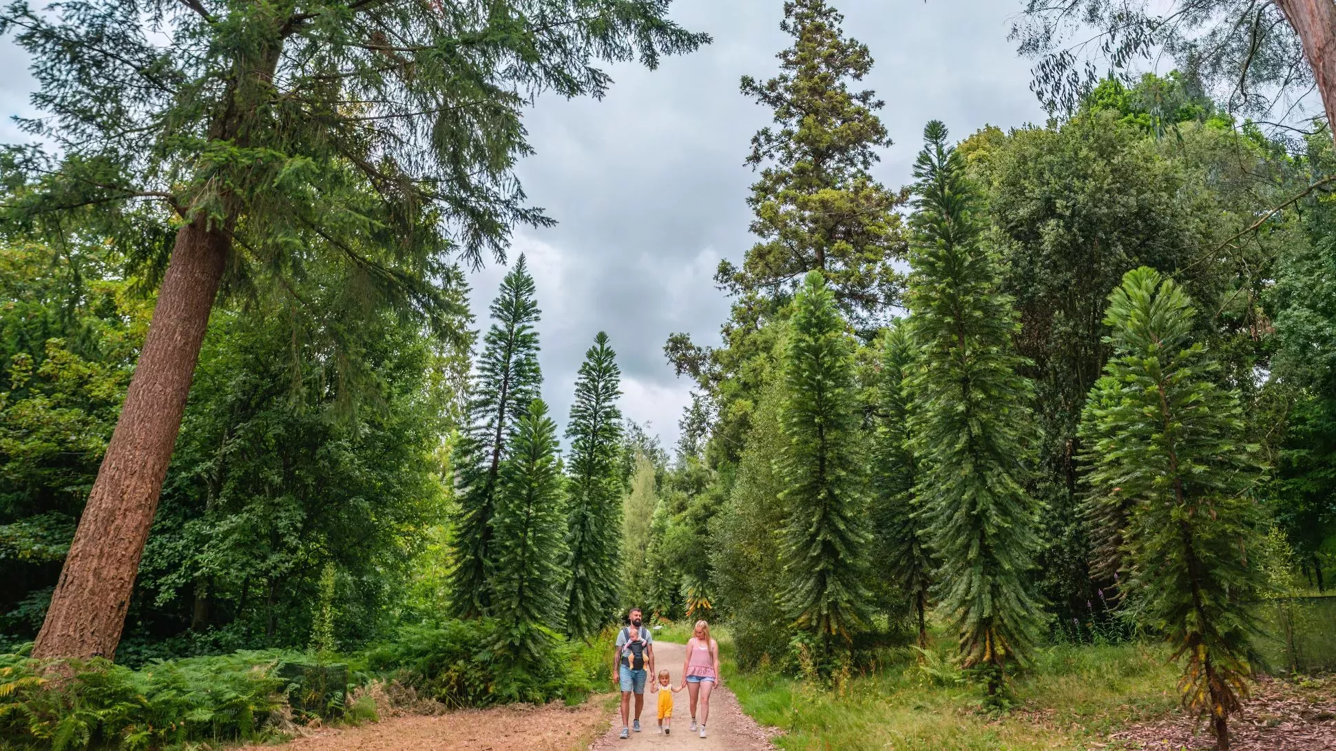 A group of people walk a path through a dense forest