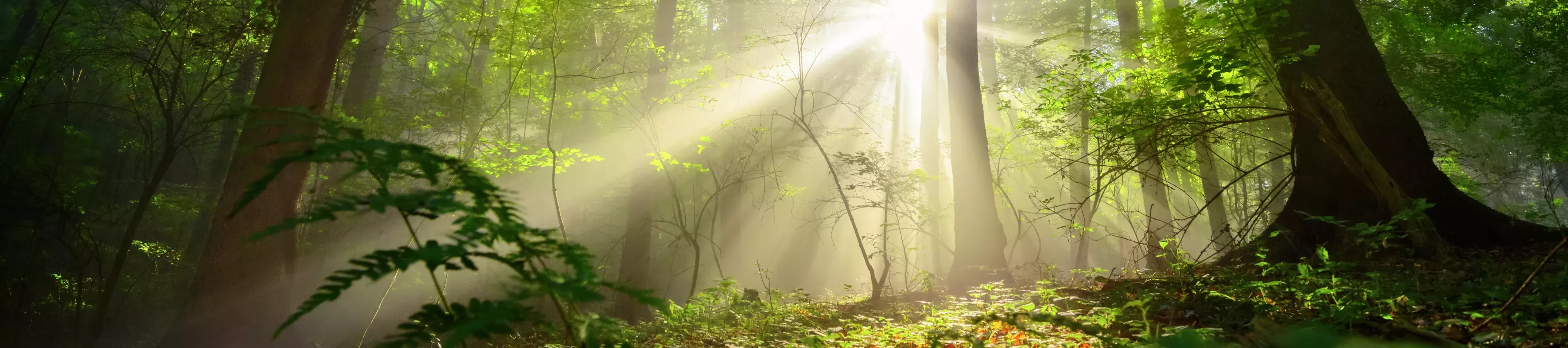 A forest landscape has light shining through gaps in the canopy. Leaf litter covers the floor.