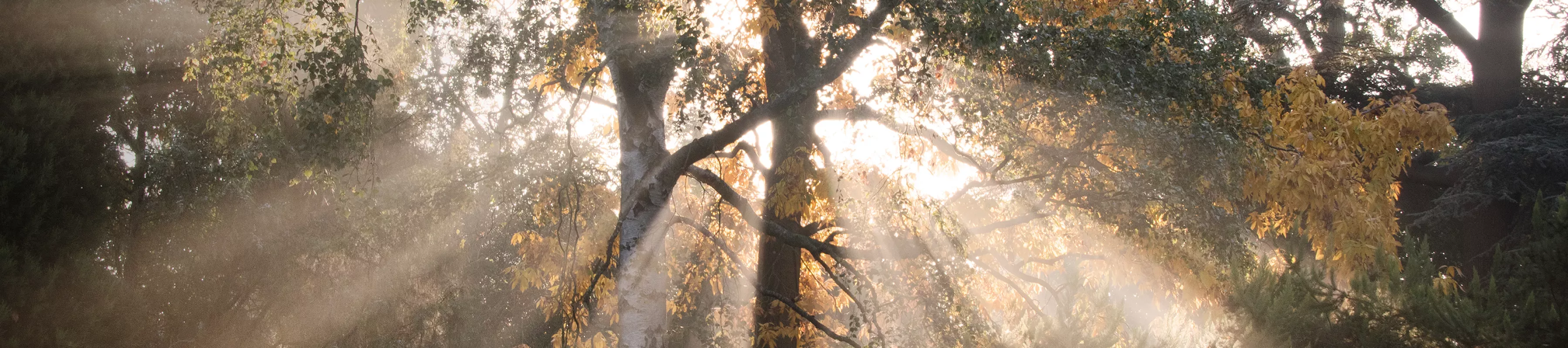 Sunlight slanting down through trees