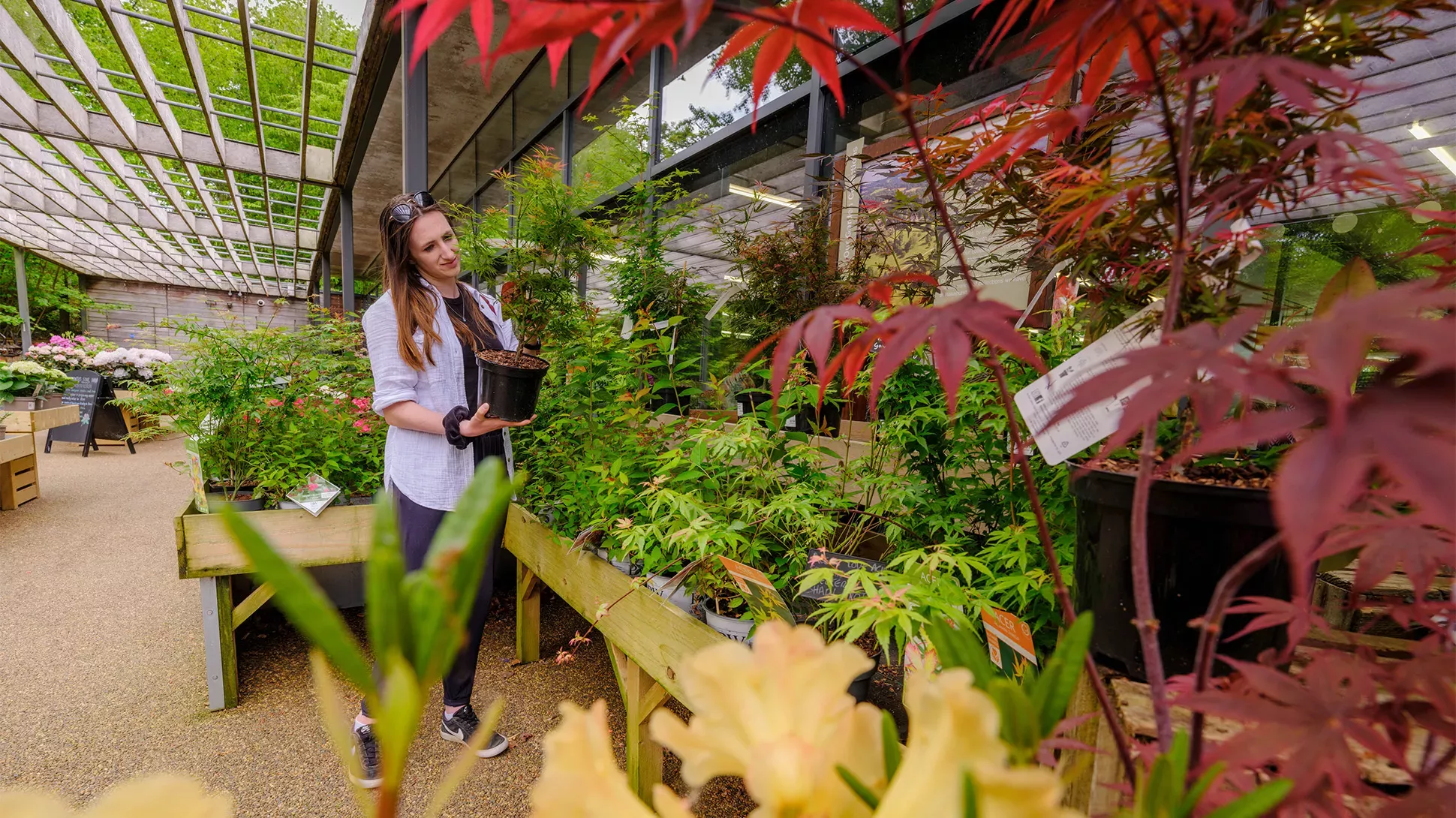 A woman picks up a tree in a plant po. 