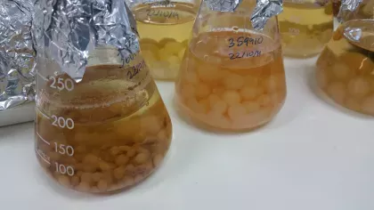 Two conical flasks are filled with fluid and small fleshy balls of fungus