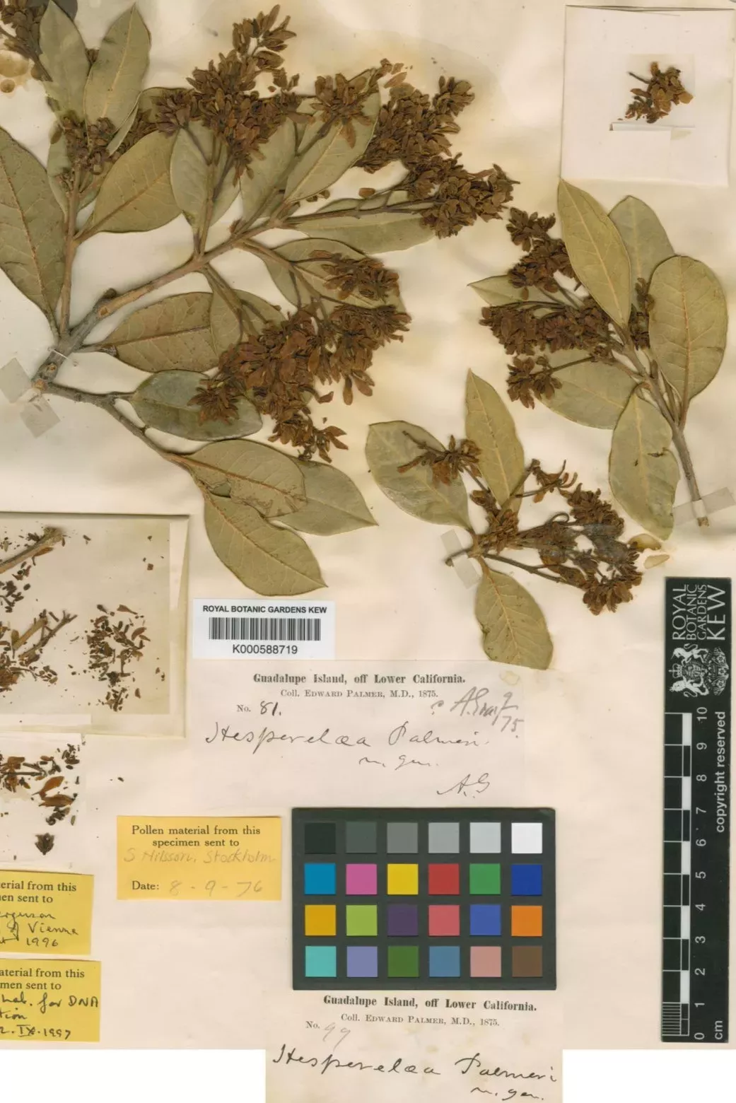 Guadalupe Island olive herbarium specimen