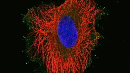 An image of a cell has highlighted the complex structures that hold it together