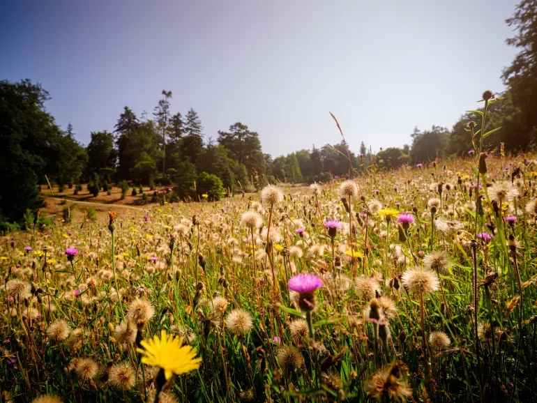 Wild flowers stretch into the distance on a sunny day in Wakehurst's Bloomers Valley