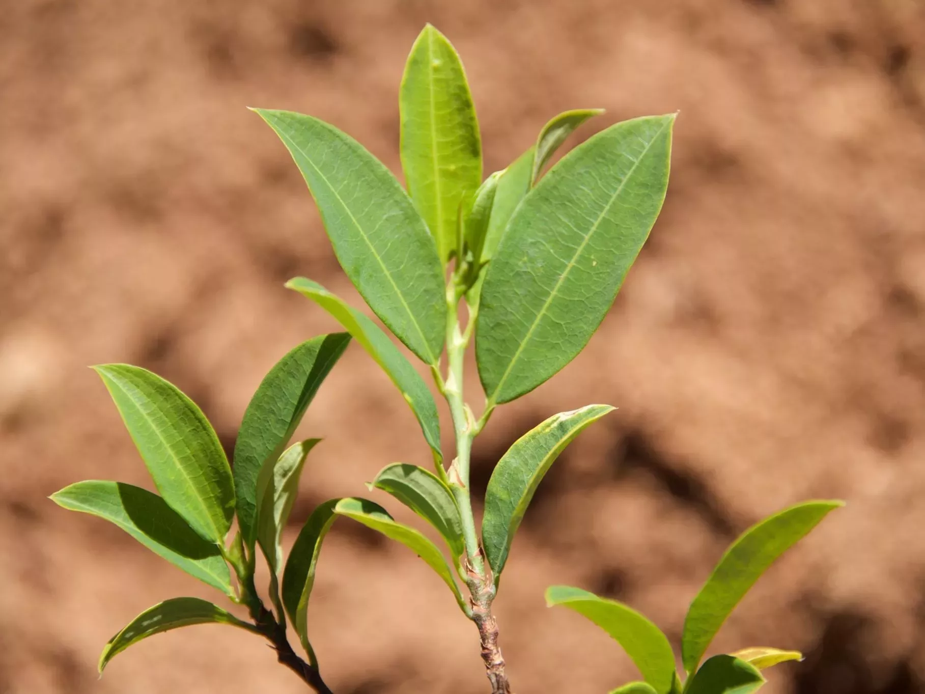 A coca plant