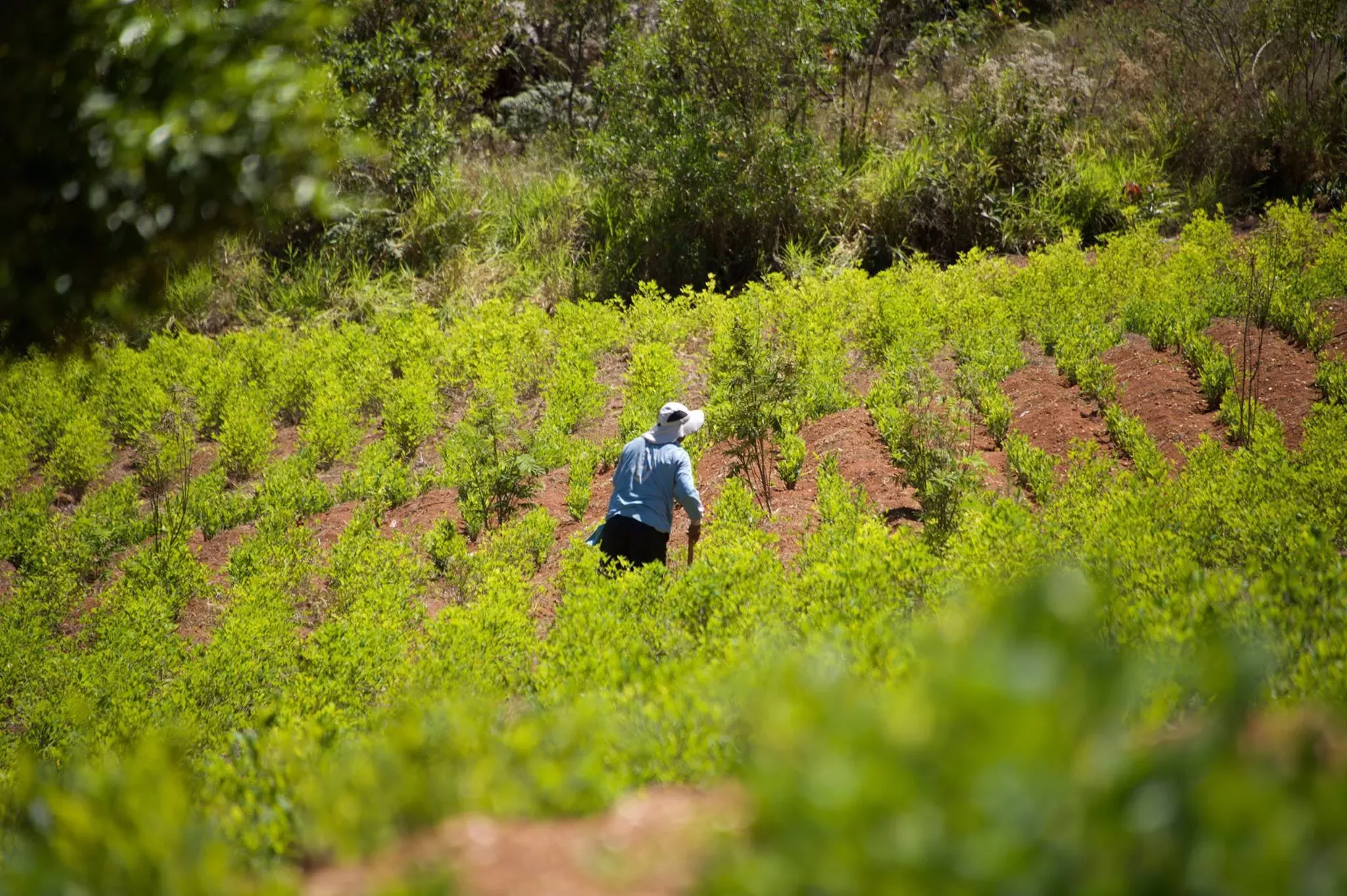 A man walks among coca crop