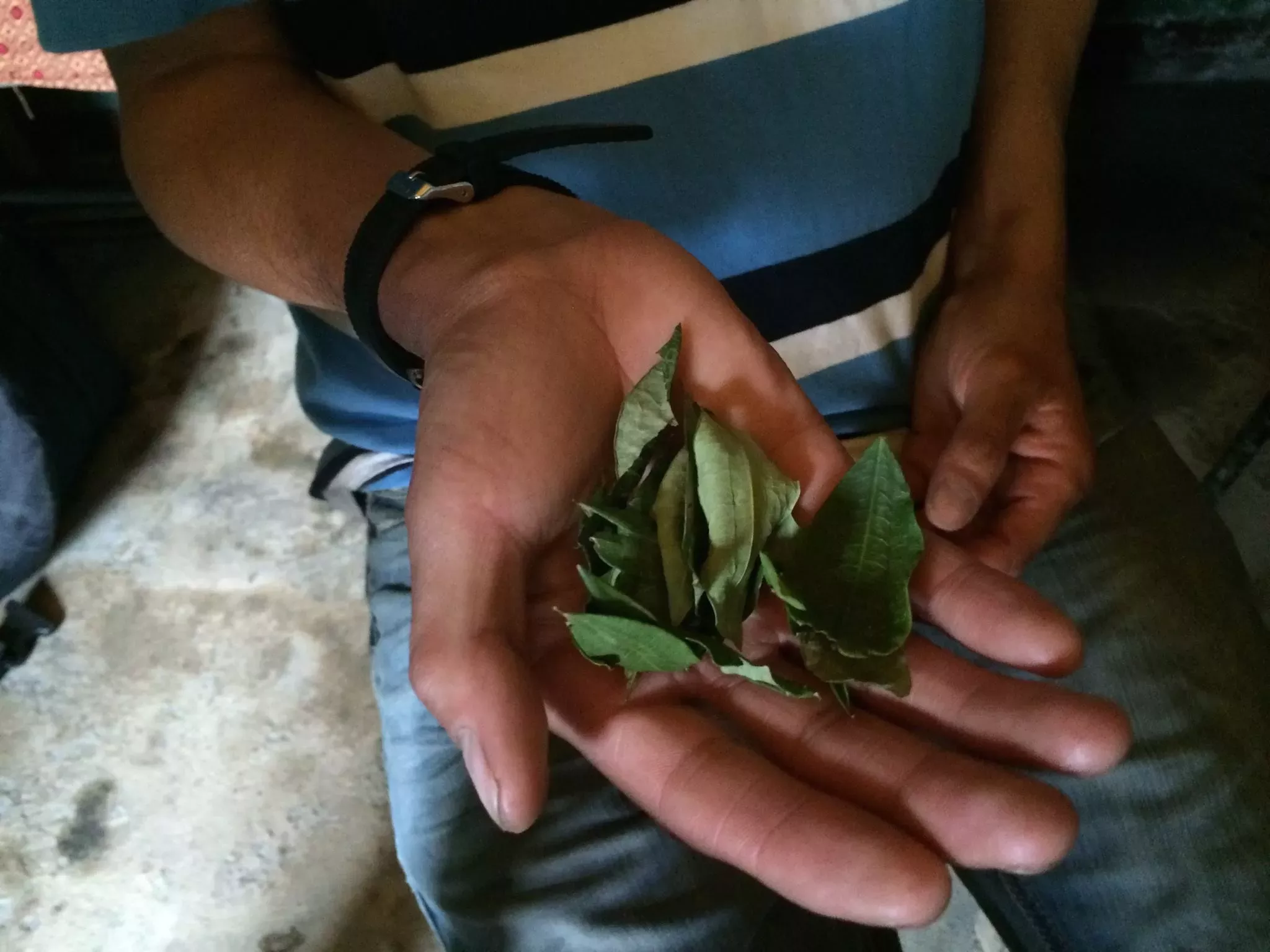 A person holds many coca leaves in their hands