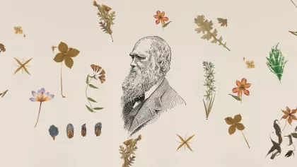 A drawing of Charles Darwin surrounded by herbarium specimens