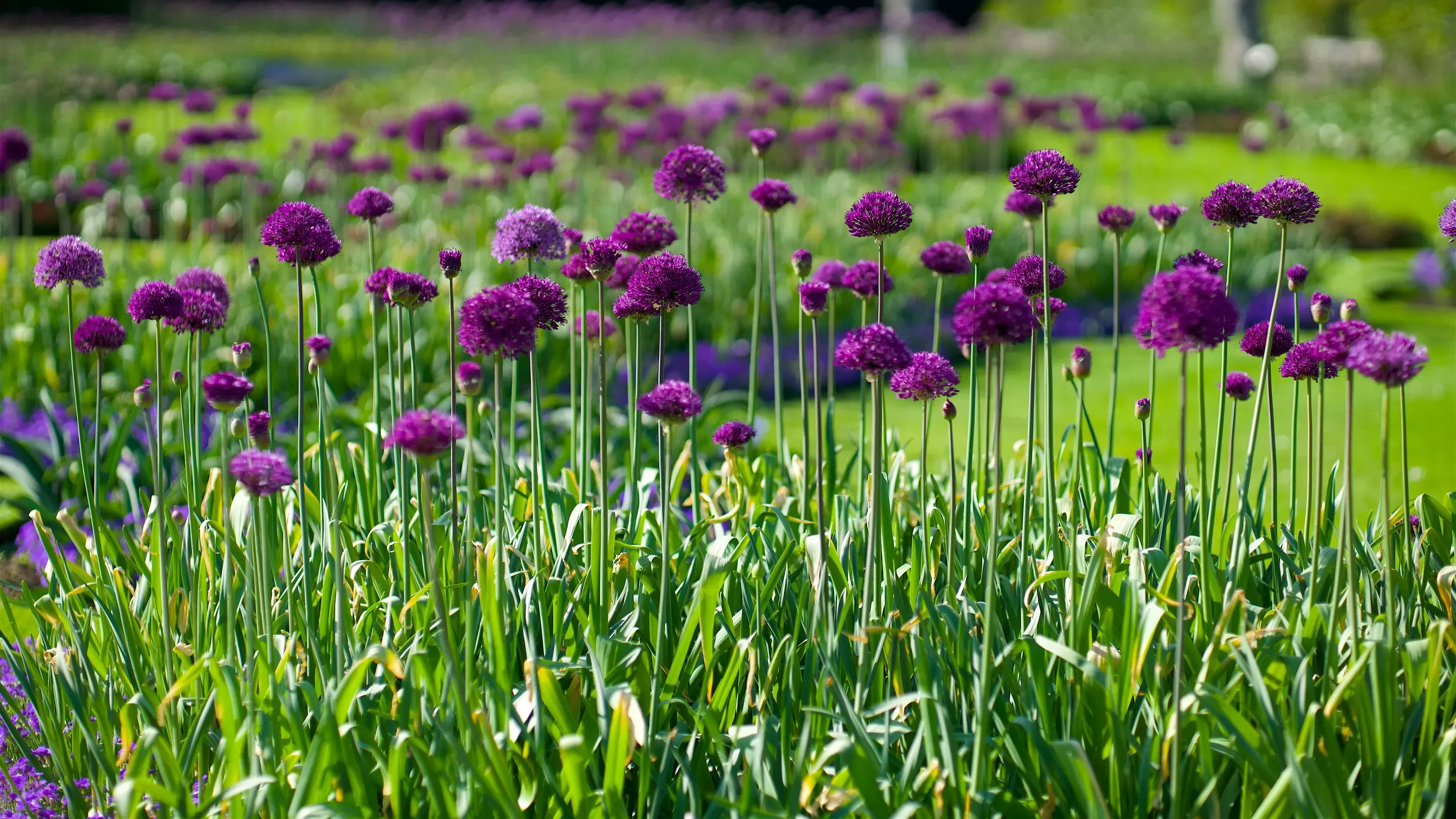 Alliums in Spring