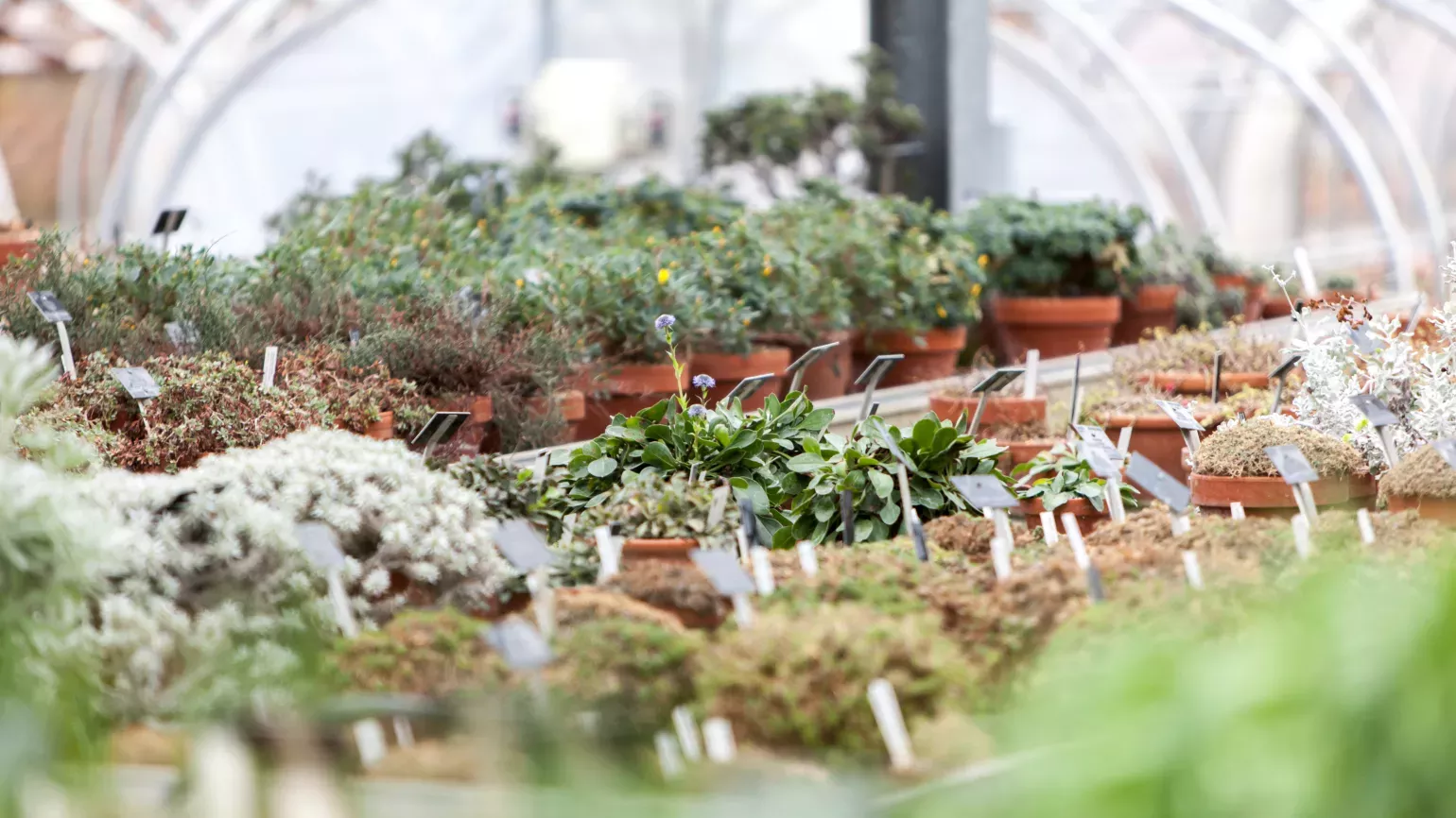 Plants growing in the Alpine nursery 