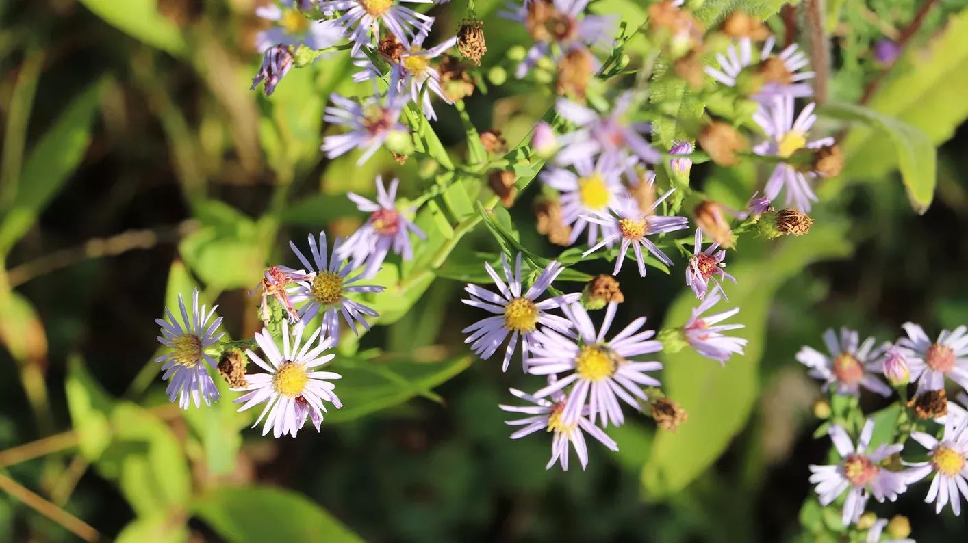 Smooth leaved aster, small purple flowers surrounded by foliage