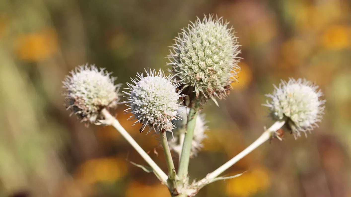 Round, spikey heads of Rattlesnake master plant