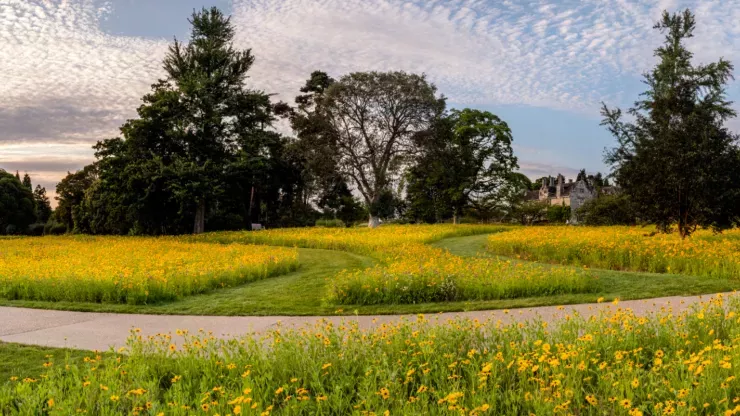 A wide angle shot of a field with yellow flowers and trees silhouetted against the sky 