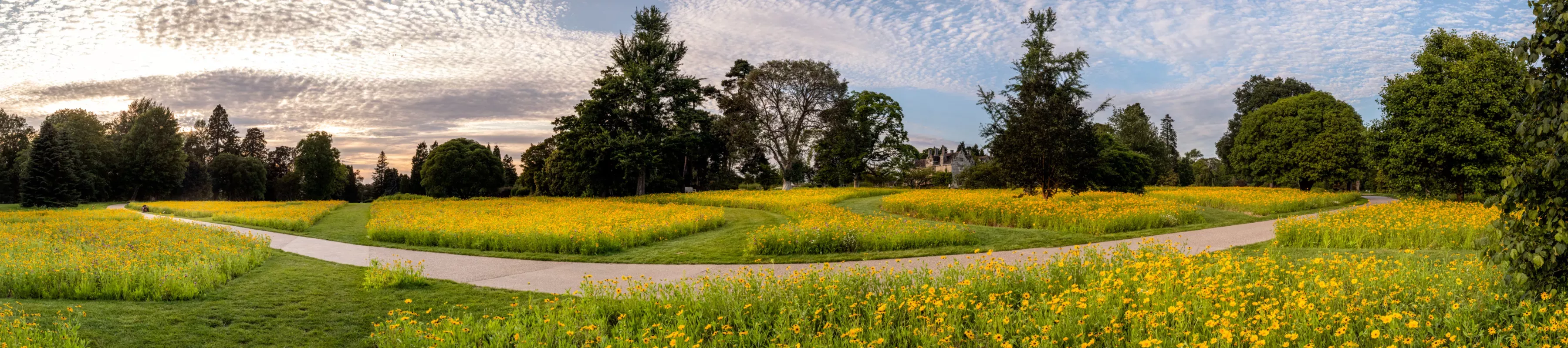 A wide angle shot of a field with yellow flowers and trees silhouetted against the sky 