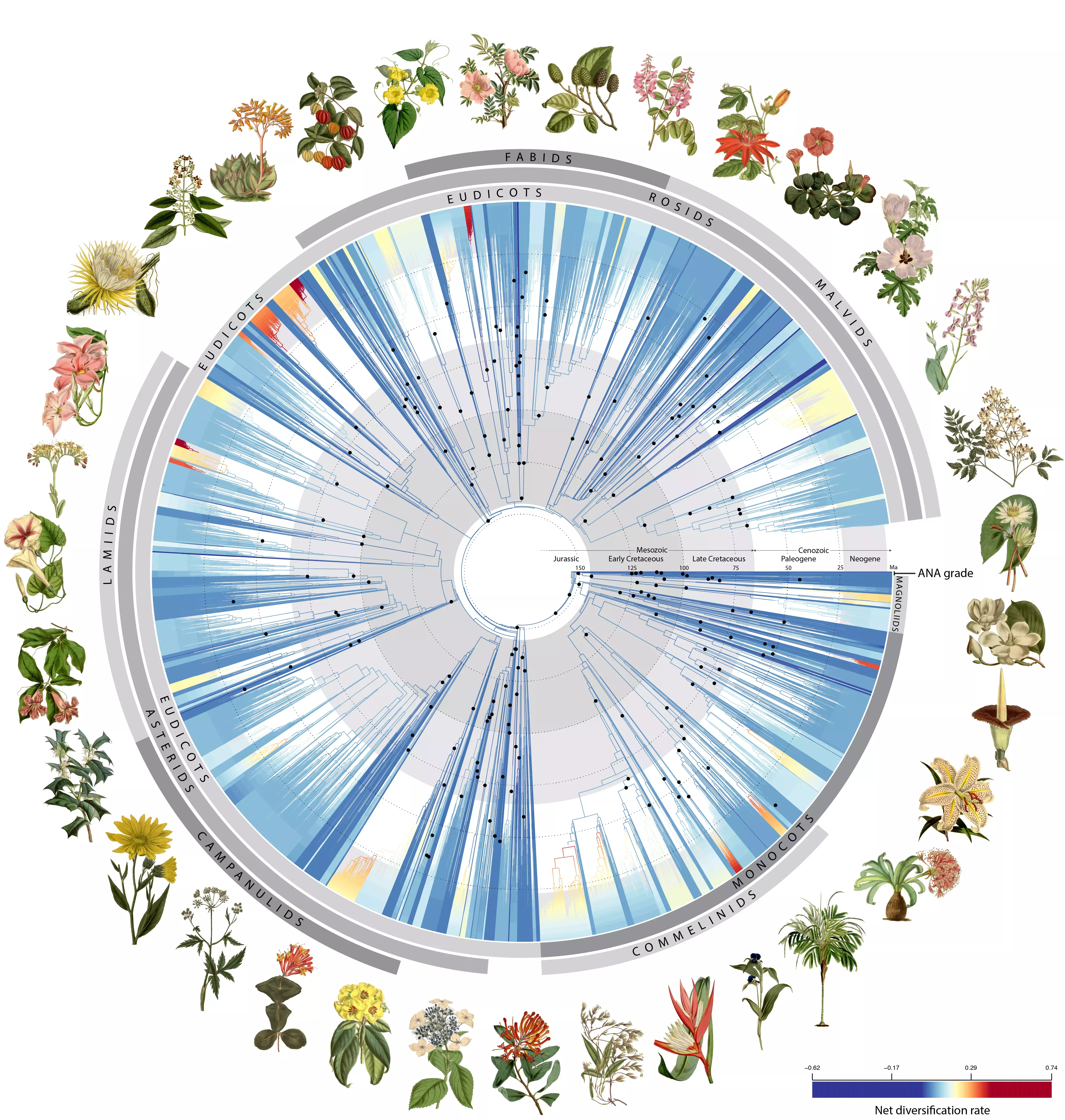 A tree of life for plants shows their evolutionary history across a big wheel