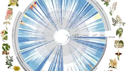 A tree of life for plants shows their evolutionary history across a big wheel