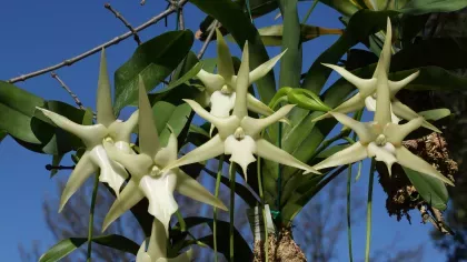 An orchid plant with multiple white flowers