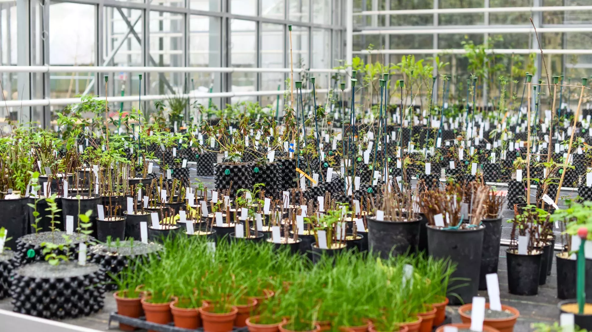 A glasshouse full of small seedlings growing on benches