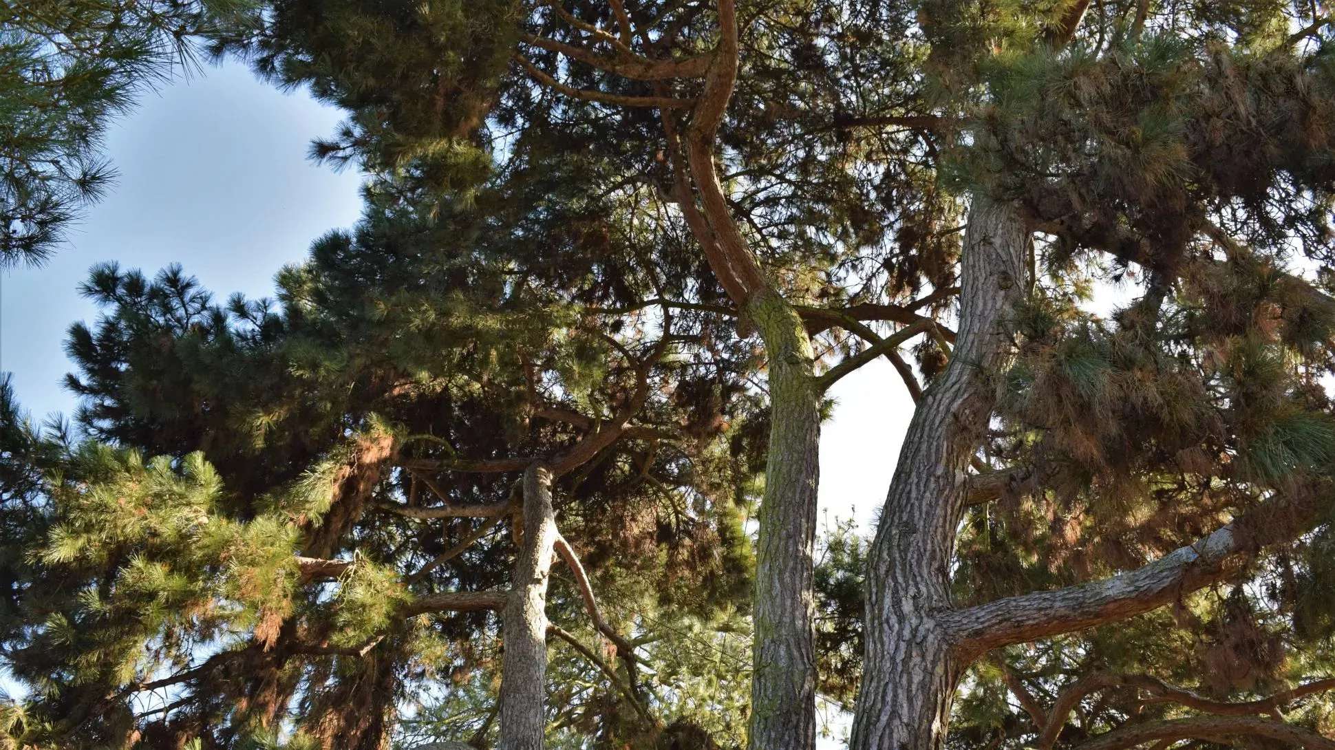 Pine trees growing in the Arboretum at Kew