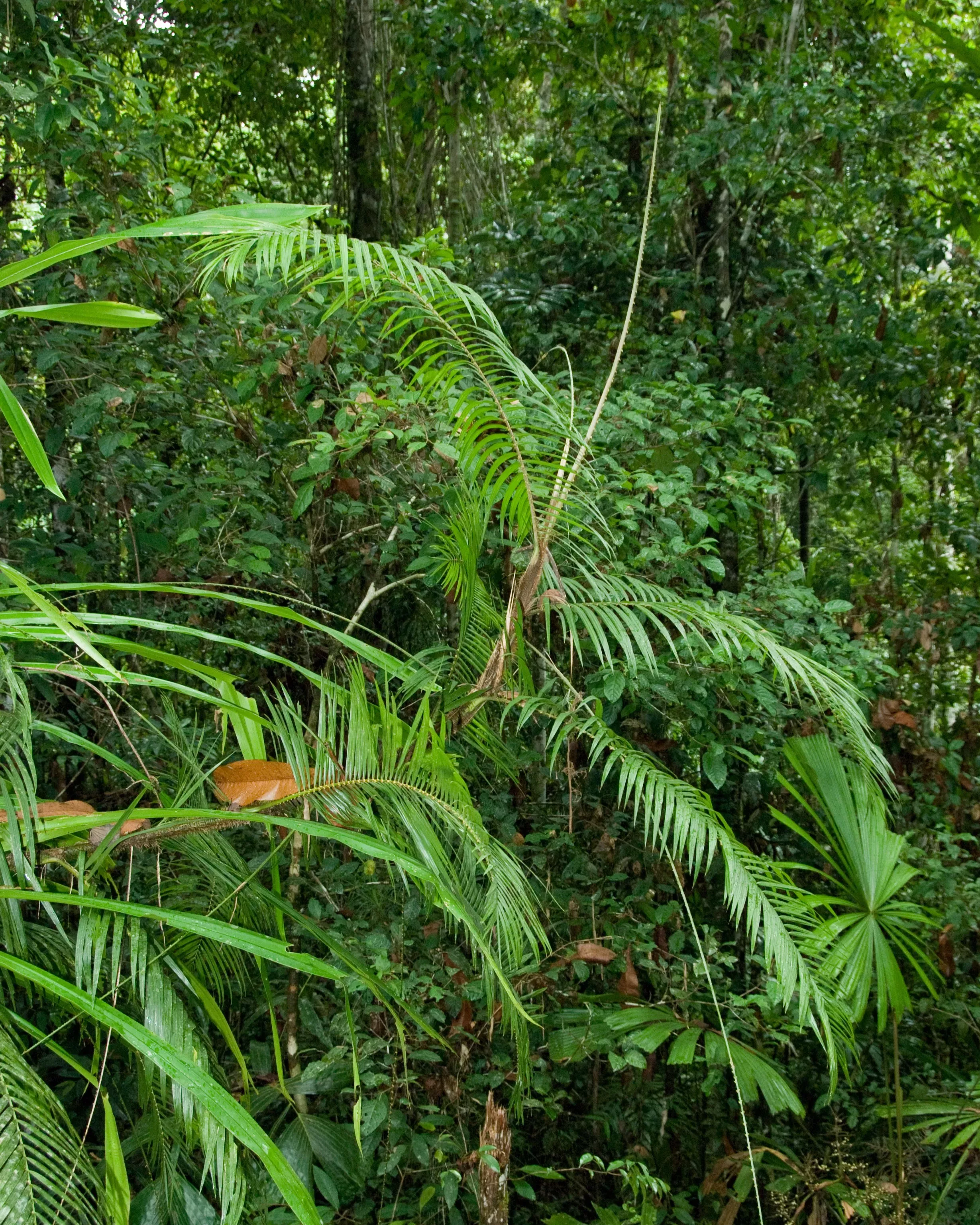 A climbing palm in a forest