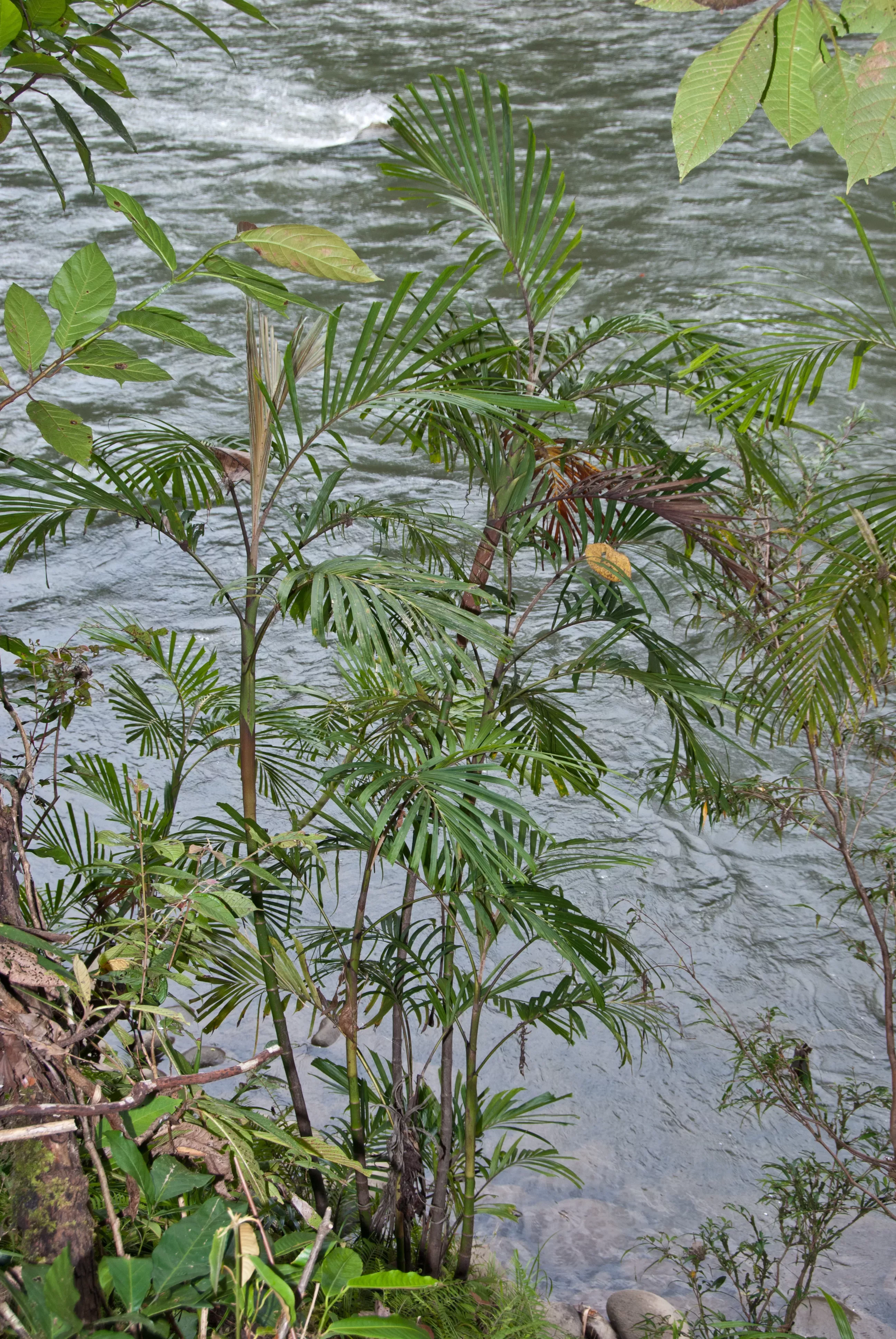 A small palm growing next to a river