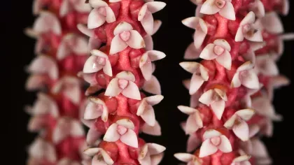 Many tiny pink flowers are growing in a regular pattern from a palm plant