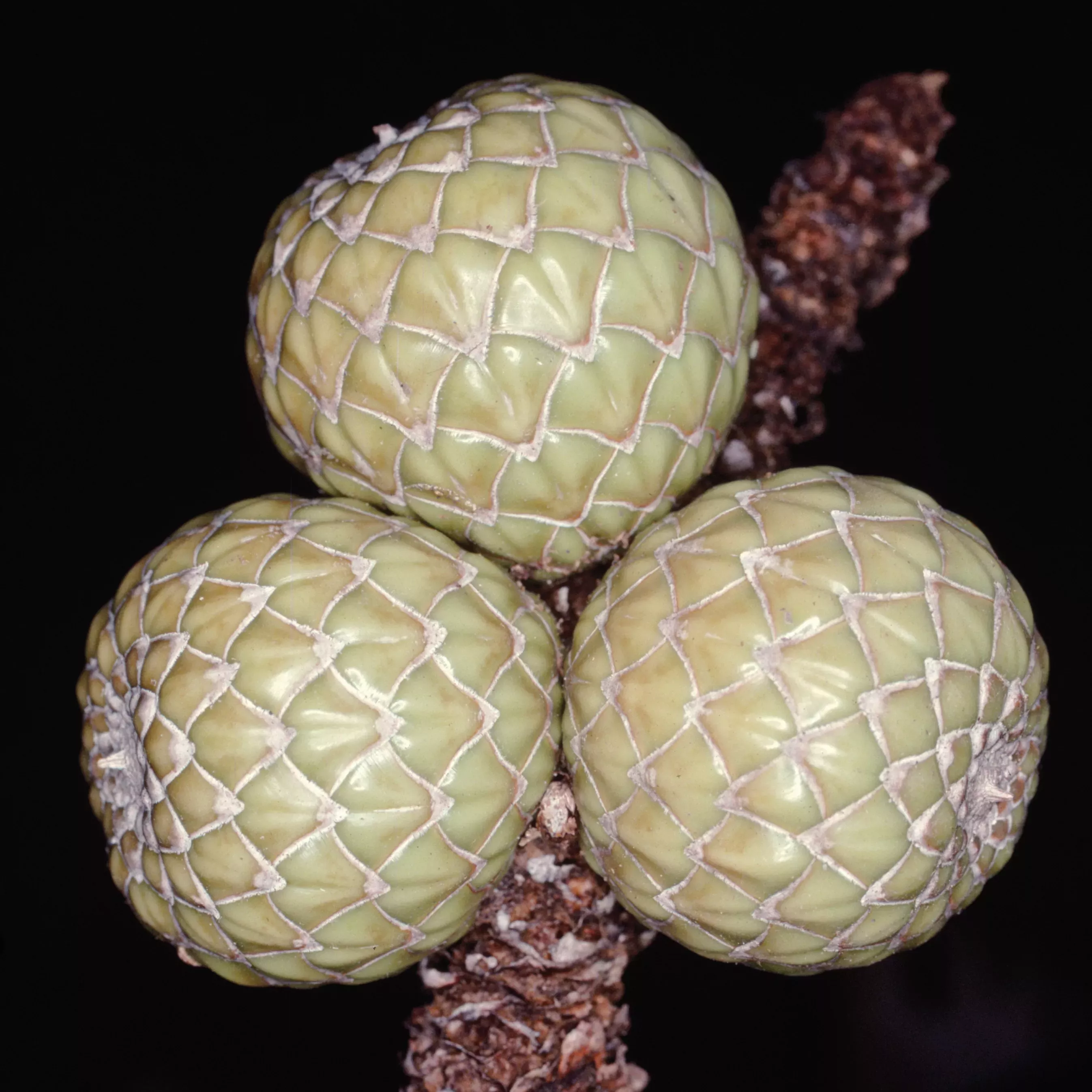 Three palm fruits with a scaly surface