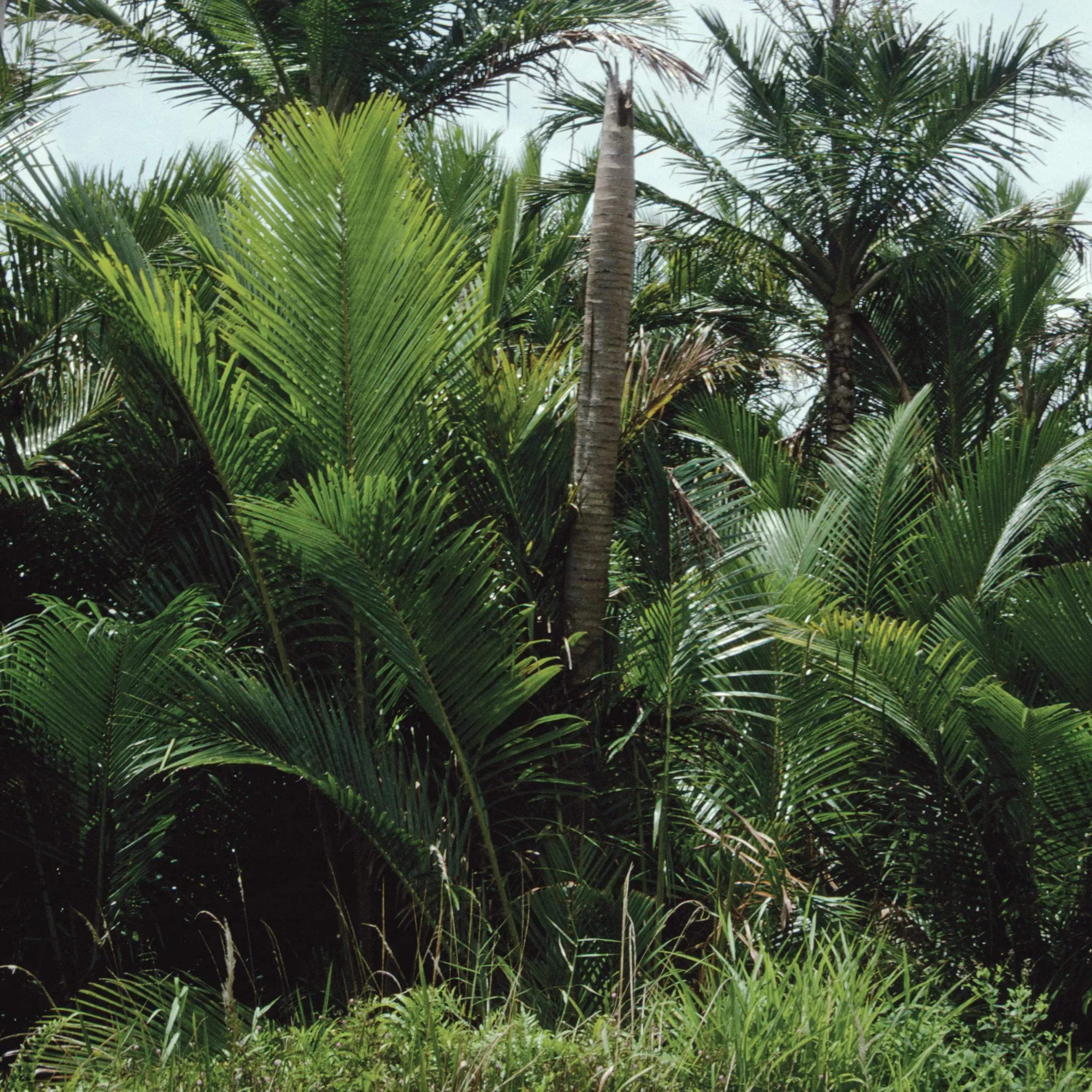 Palm trees growing at a river bank