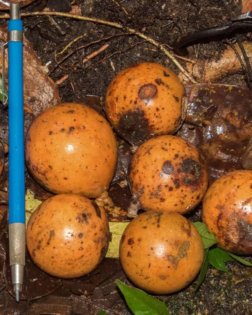 5 small orange fruits lie next to a pen