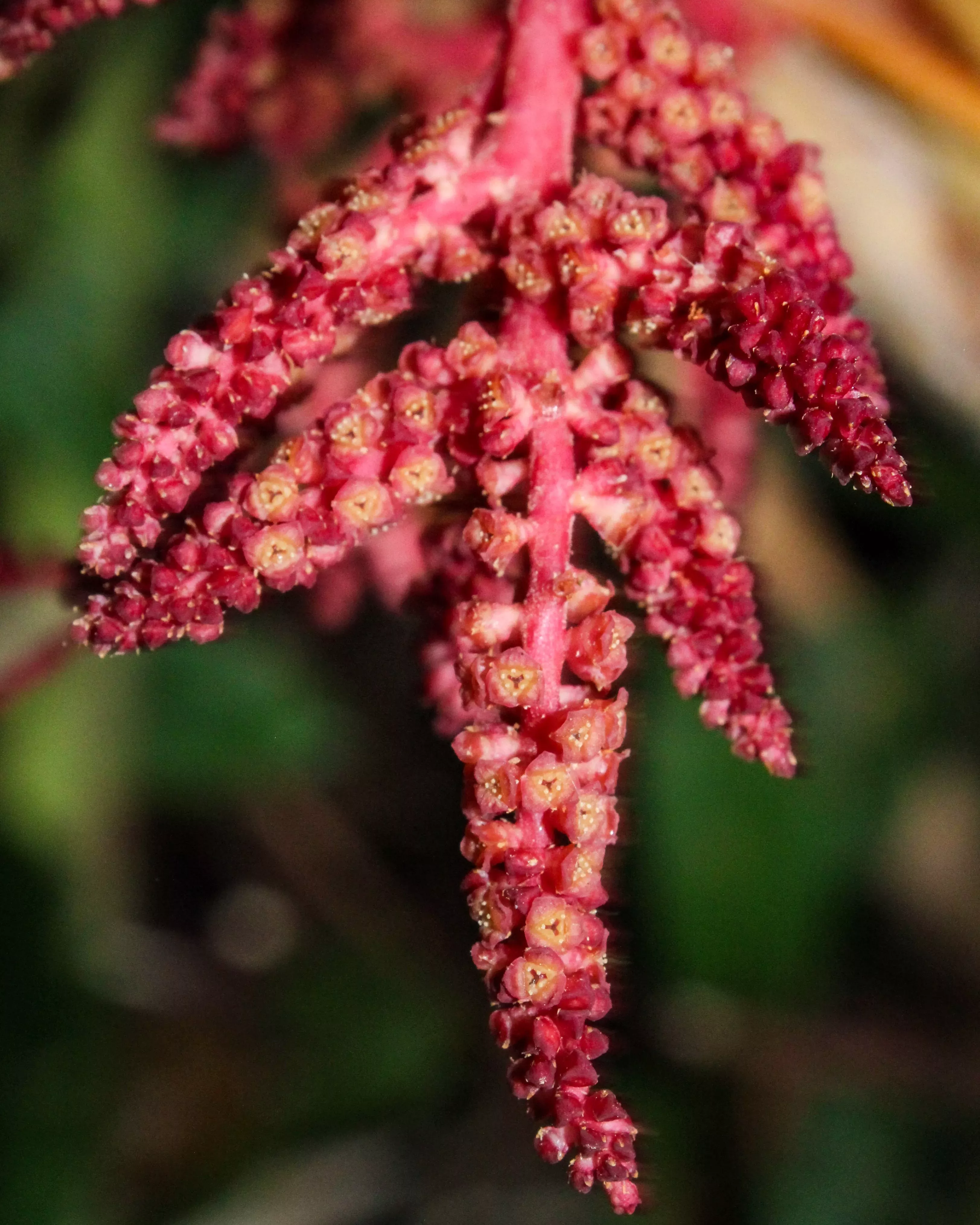 Tiny flowers grow from a hanging palm influorescence