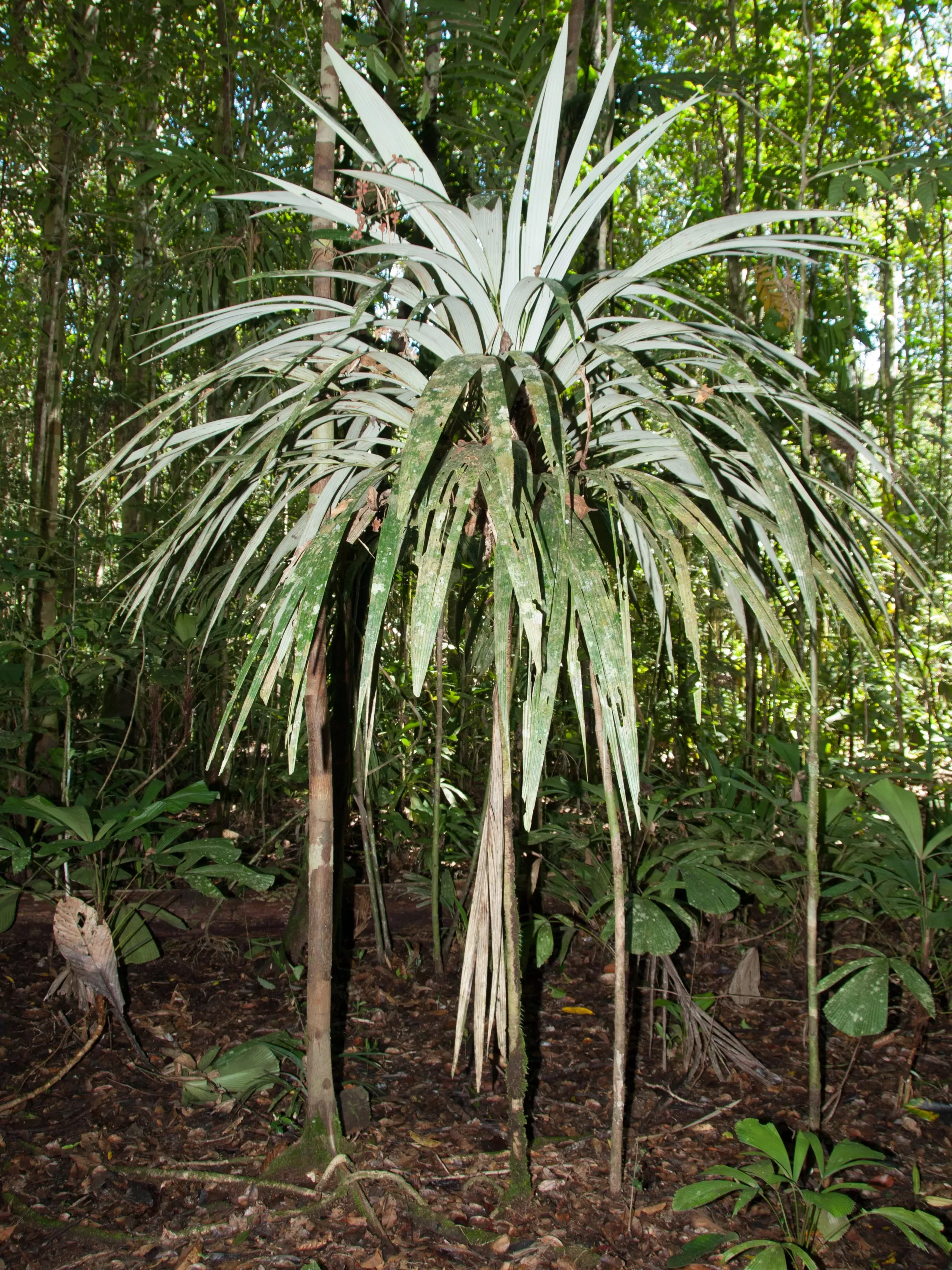 A small farm grows in the understory of dense forest