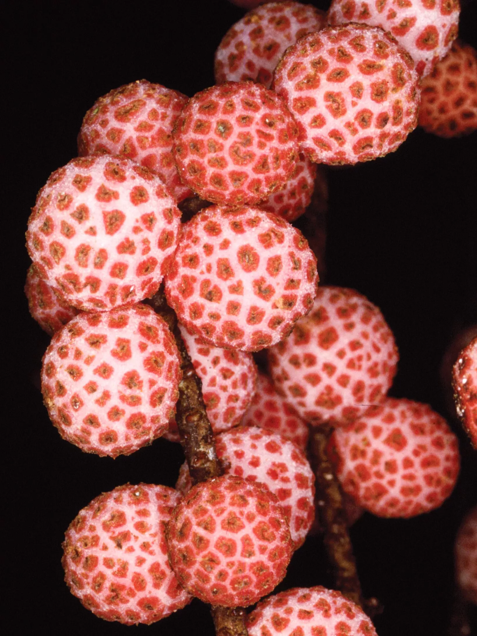 Spherical white fruits covered in red wart-like structures