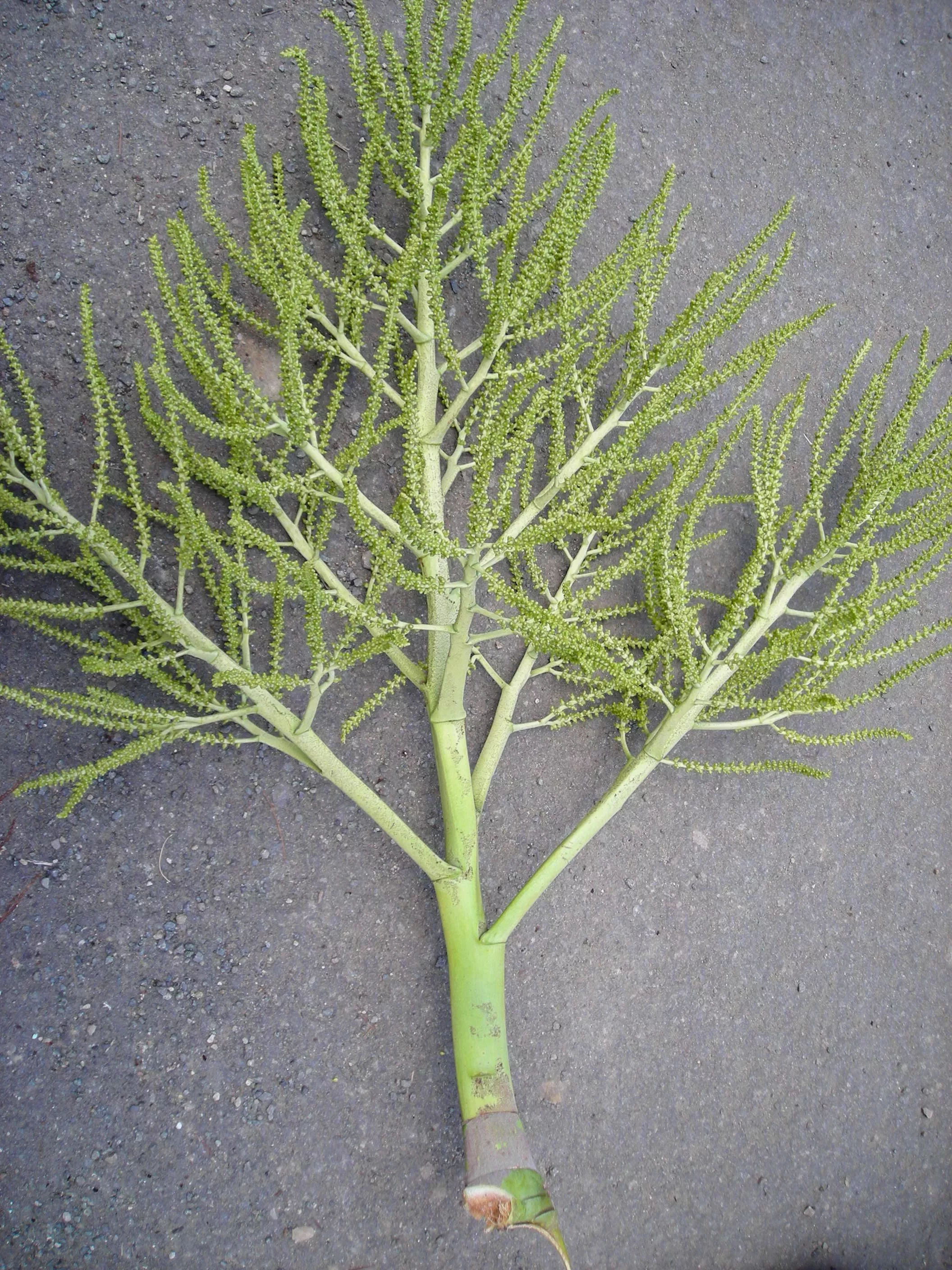 Branches hold many tiny fruits along their full length 