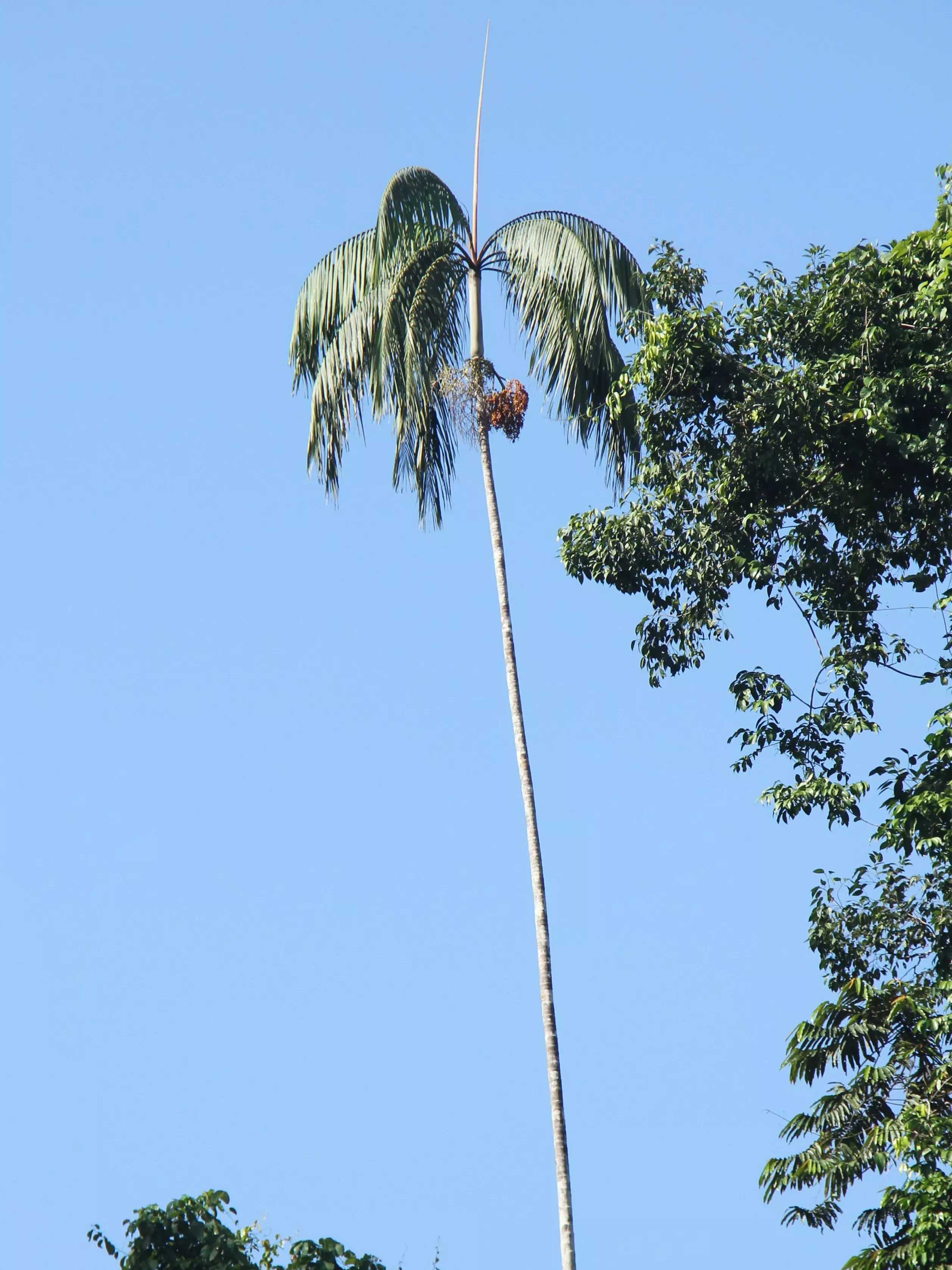 A towering thin palm in the forest