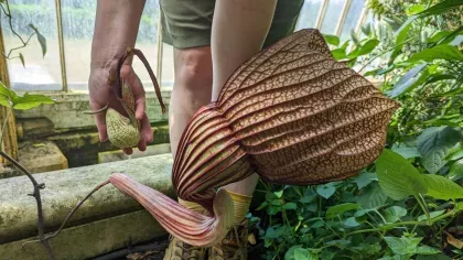 A large flesh coloured flower with ribs and veins