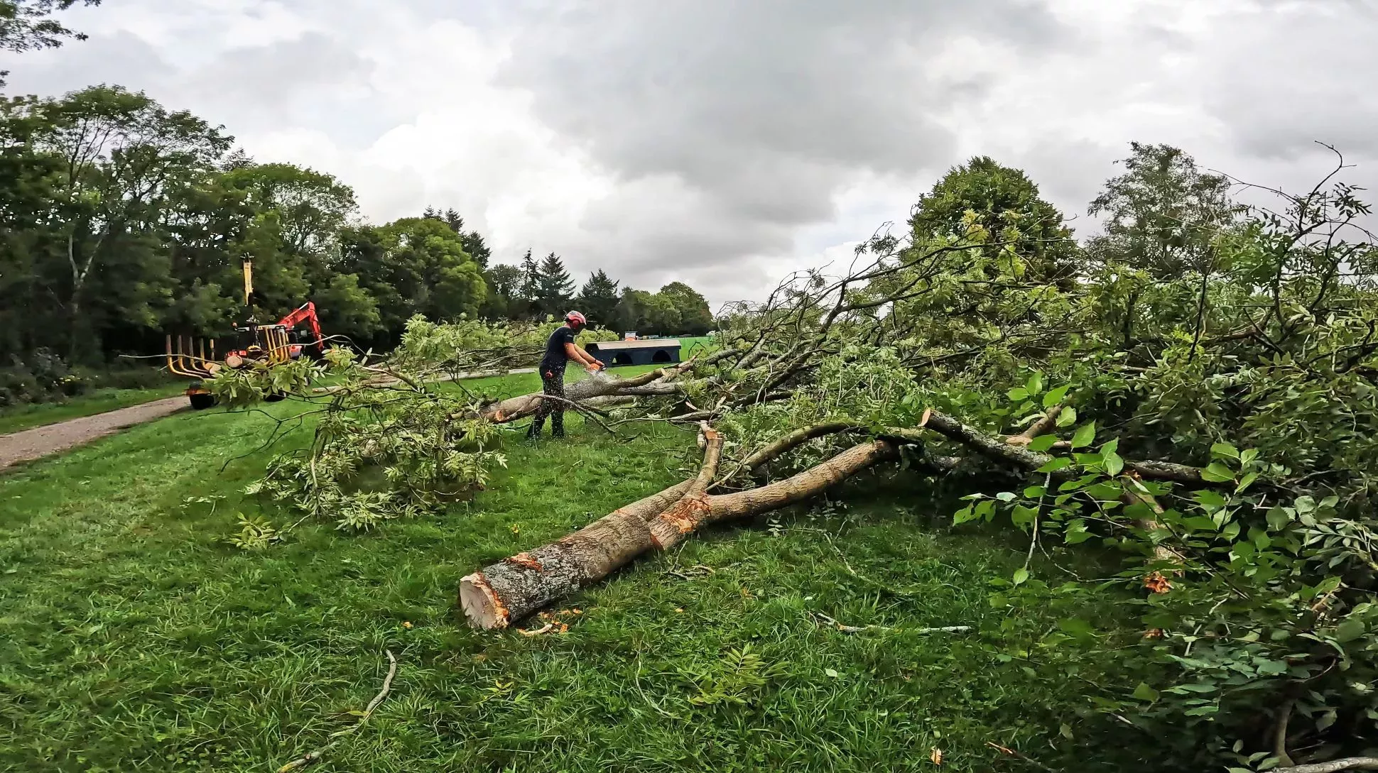 A felled ash tree at Wakehurst being chopped up into smaller pieces