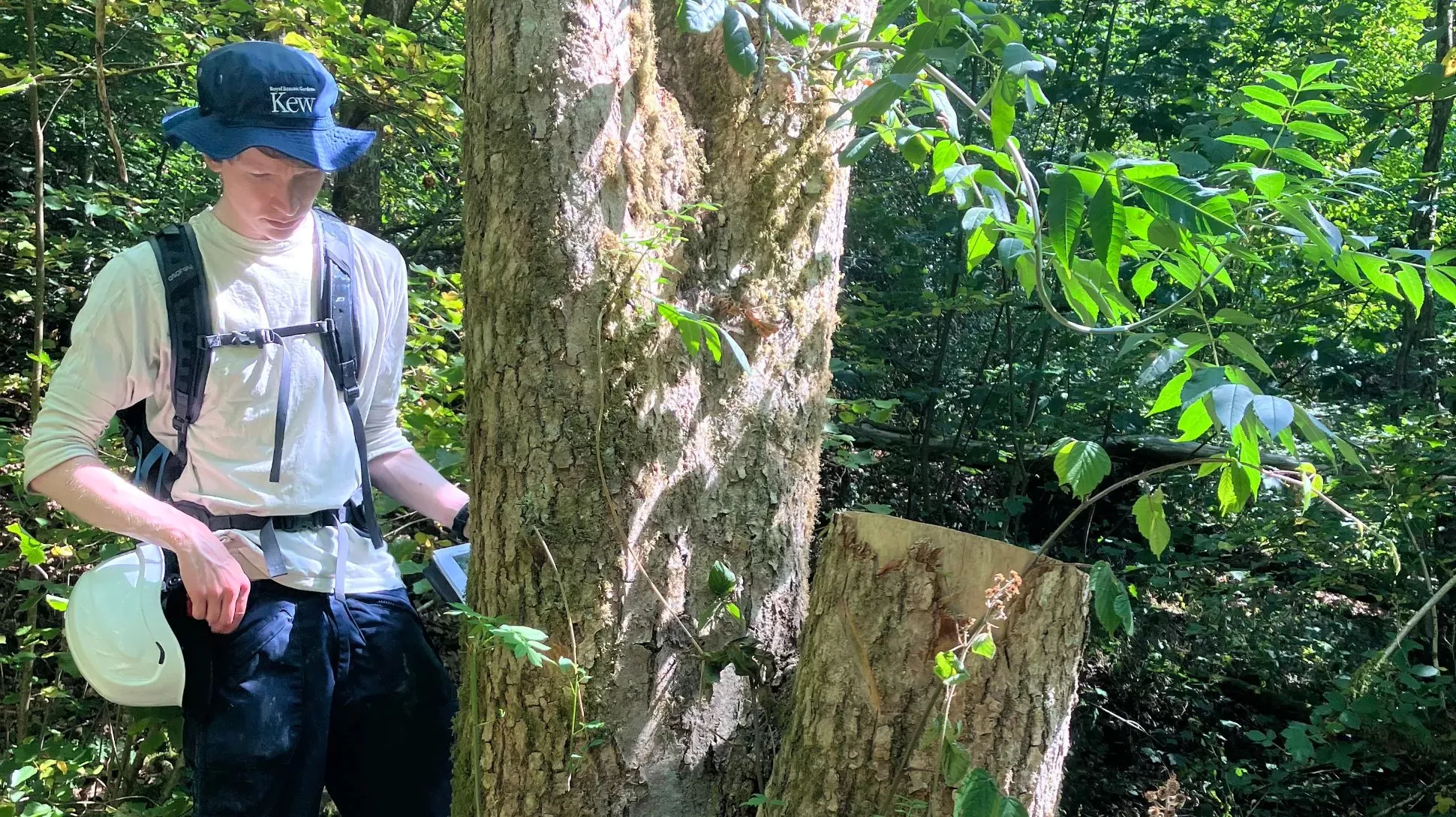 A person wearing a blue helmet stands next to a tree that has been partial cut down