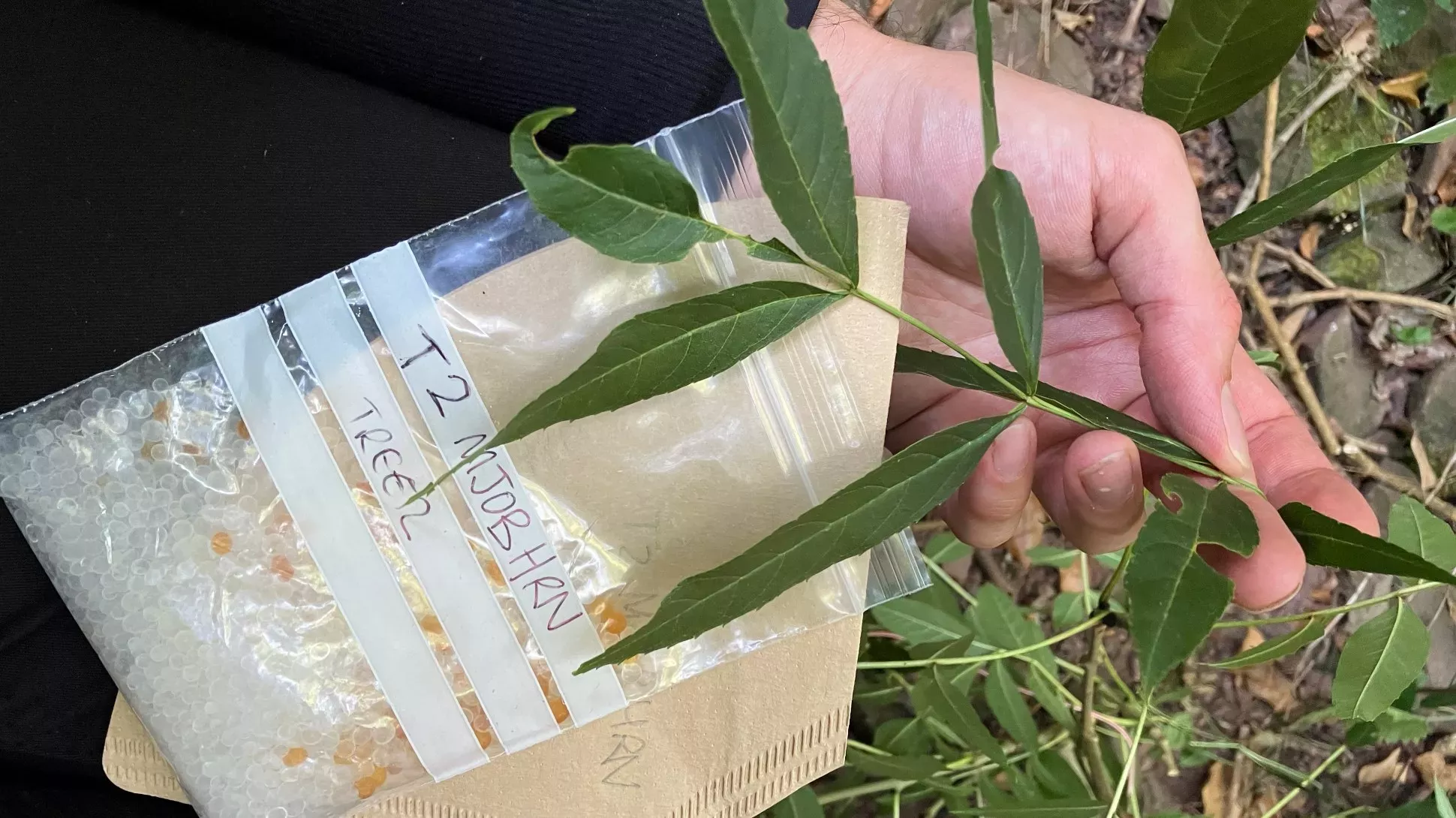 A hand holding an ash tree leaf, a plastic bag and a brown coffee filter paper