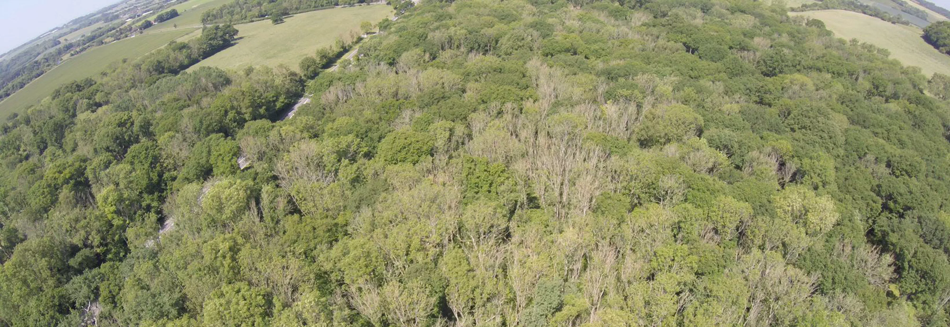 Drone image of Kent woodland with trees infected by ash dieback