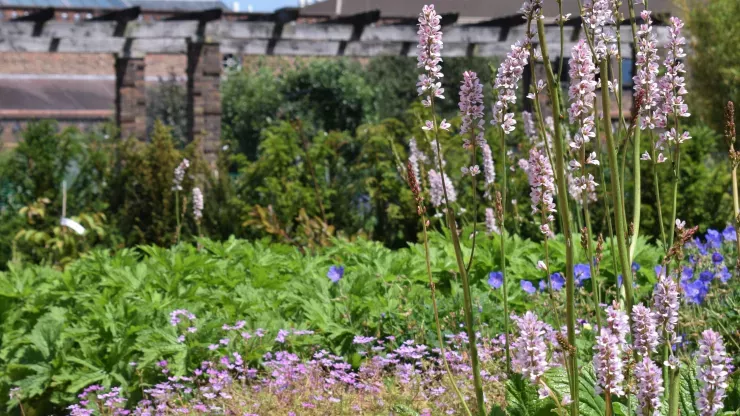 Flowers at the Agius Evolution Garden 