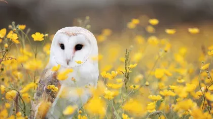 Barn owl (Tyto alba) sitting in field of yellow flowers