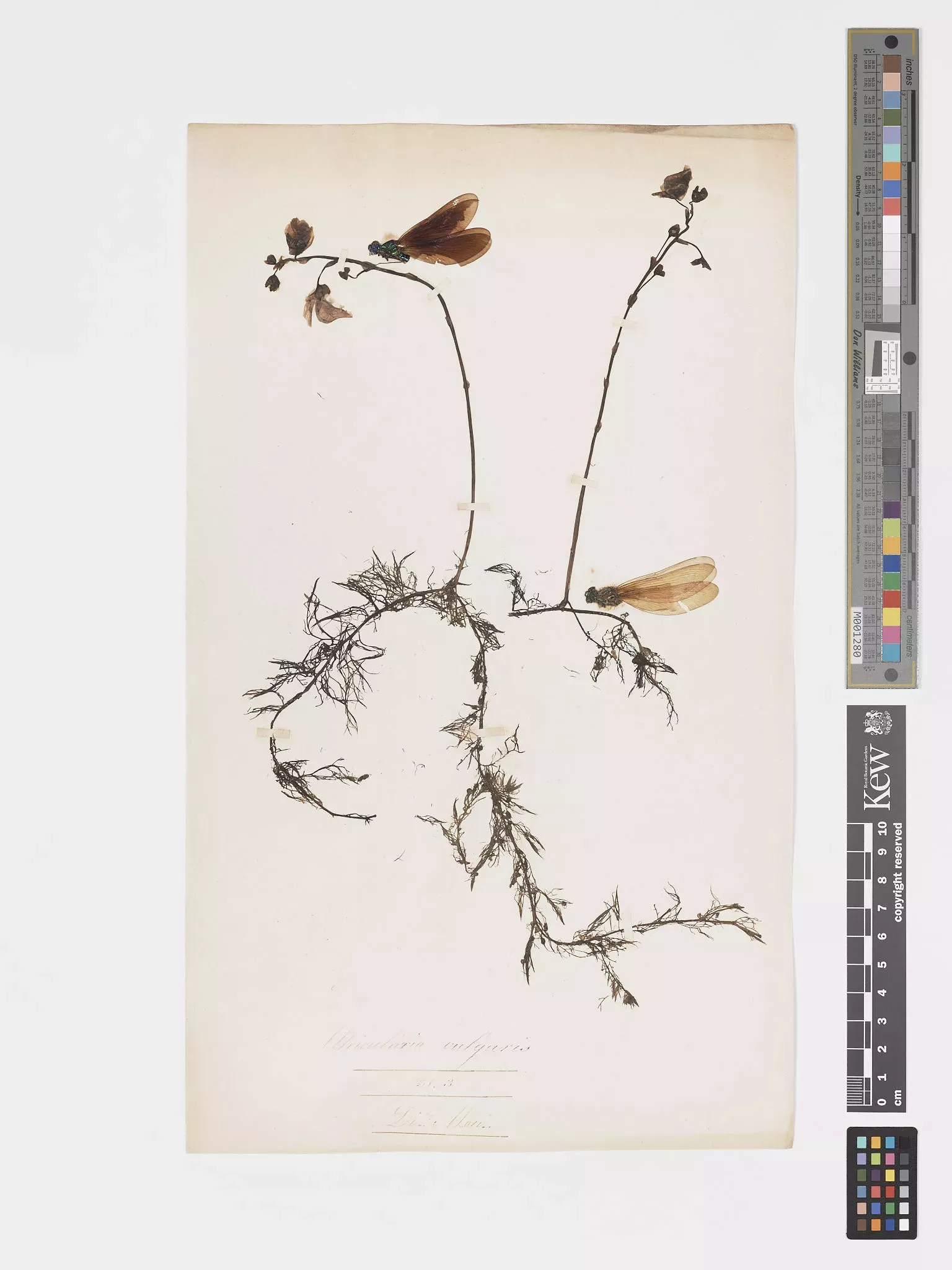 A bladderwort herbarium specimen is adorned with two dried damselflies