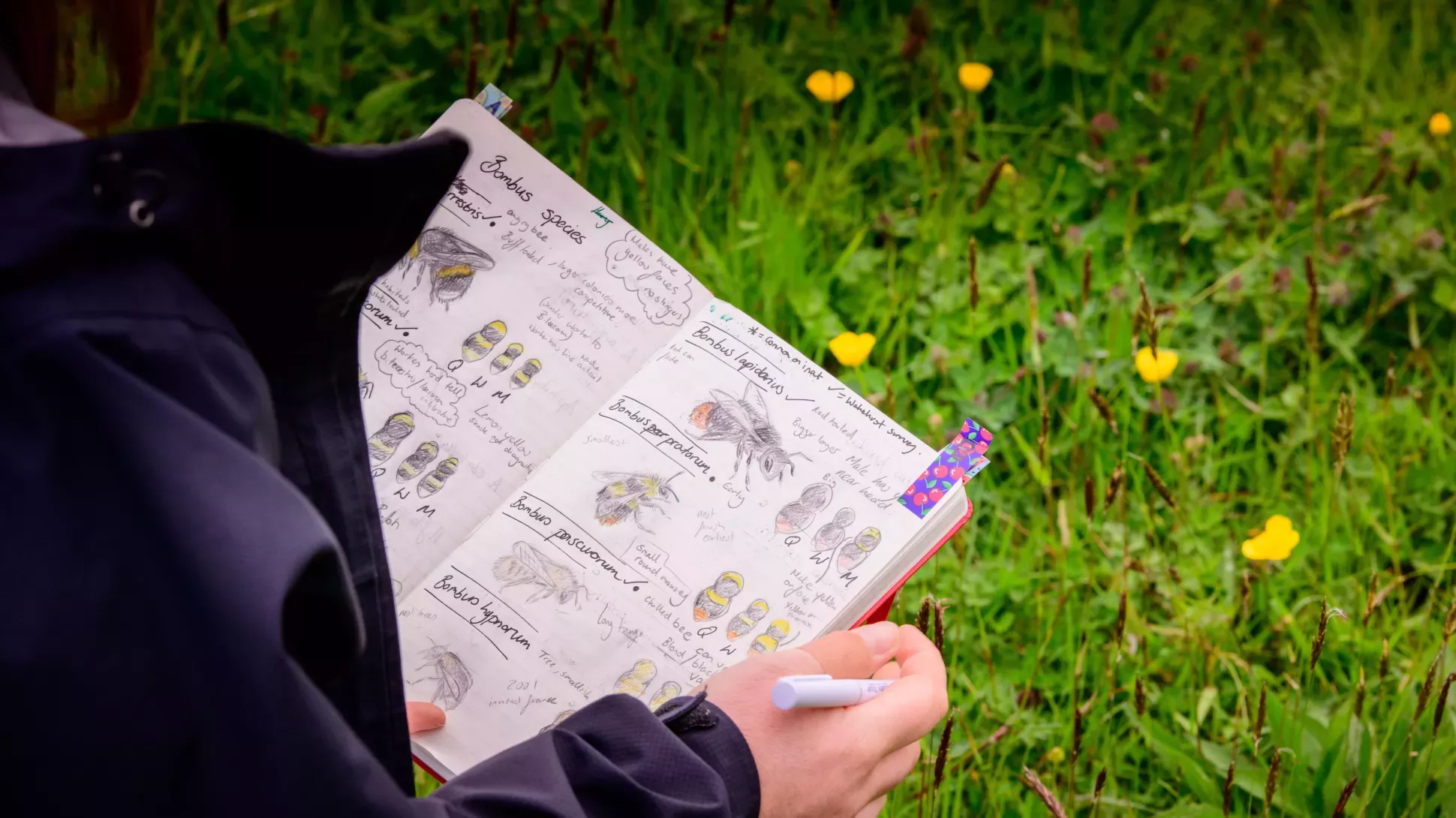 A detail hand illustrated journal of bee species held over grass