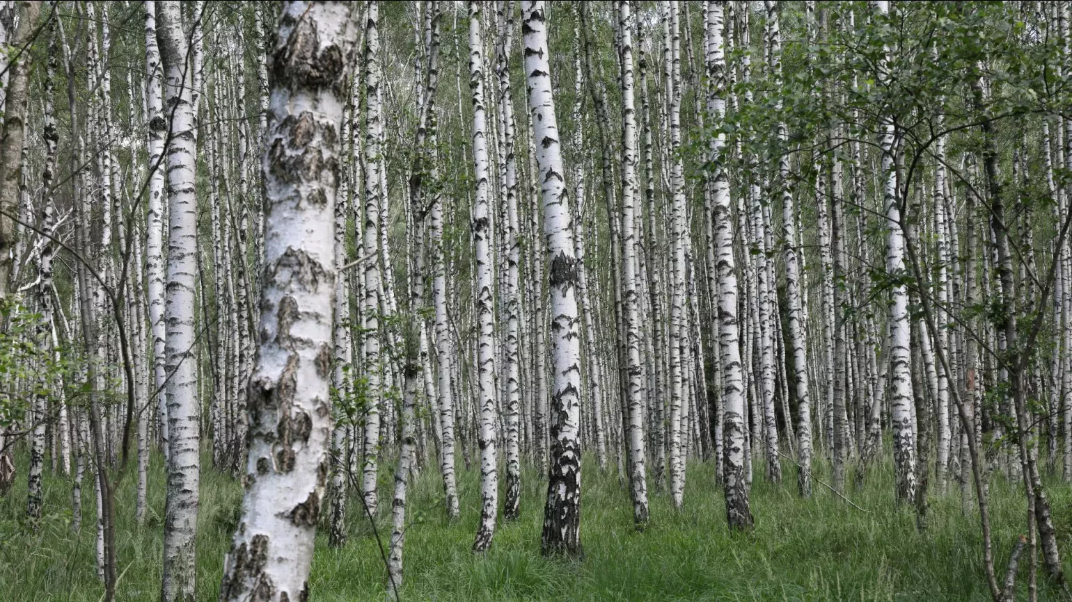 A dense forest of white and black silver birch trees